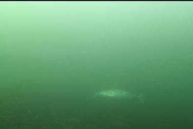 seal swimming by at edge of visibility