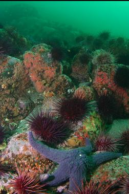 stuff on rocks below wall