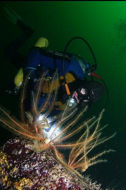 feather stars