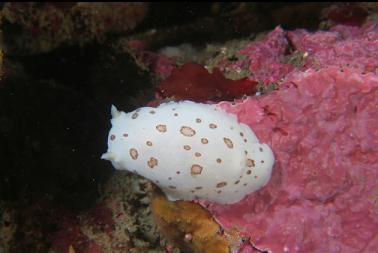 nudibranch