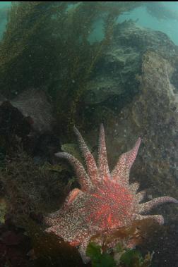 sunflower star in shallows