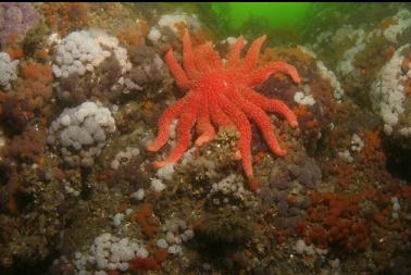 sunflower star and tunicates