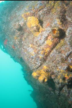 sponge, zoanthids and giant barnacles