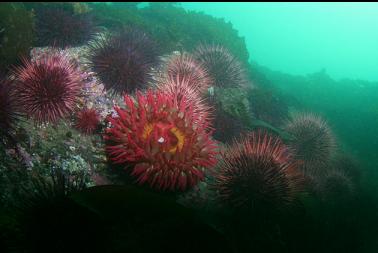 anemone and urchins