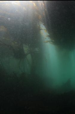 kelp in shallows