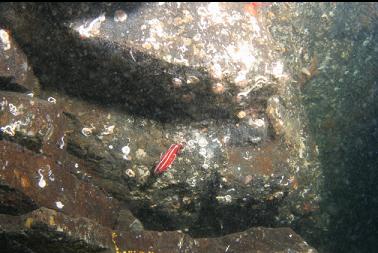 juvenile yelloweye rockfish