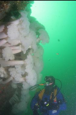 anemones on second dive