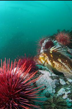 copper rockfish