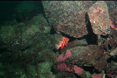 tiger rockfish