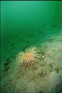 ANEMONE ON SAND