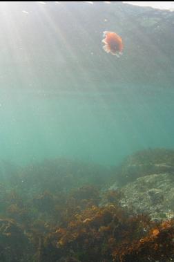 jellyfish at top of reef