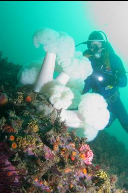 plumose anemones on deeper reef