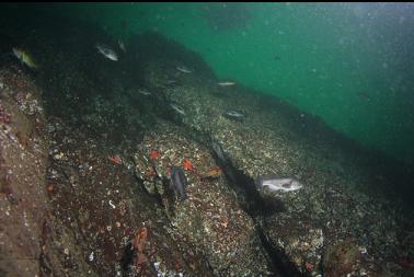 rockfish by wall with octopus in bottom right corner