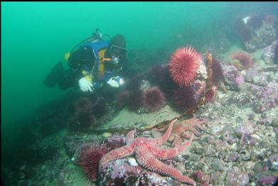 seastar at base of reef