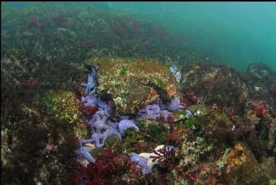 seastars in shallows