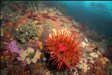 anemone near top of wall