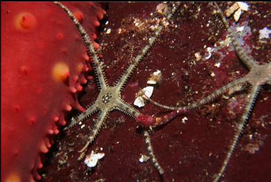 brittle stars, tiny sculpin and california cucumber