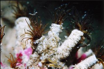 CEMENTED TUBE WORMS