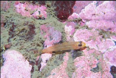 black-eye goby