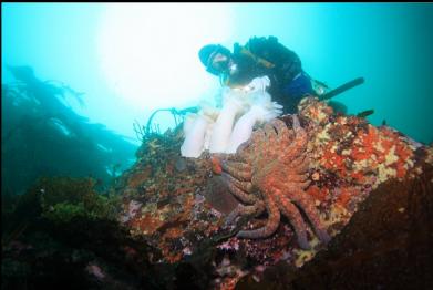 sunflower star and plumose anemones