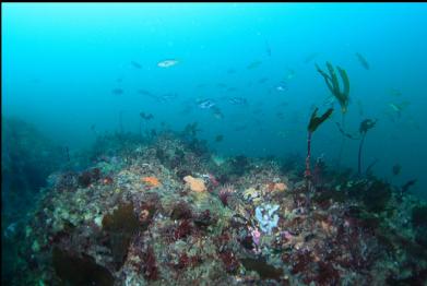 rockfish in distance