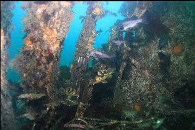 rockfish at bow next to metal tank