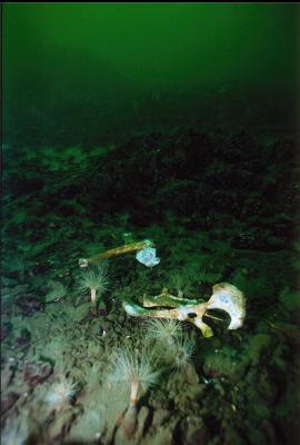 BONES AND TUBE-DWELLING ANEMONES