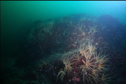 feather stars on reef above wall