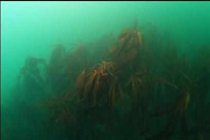 stalked kelp on top of reef