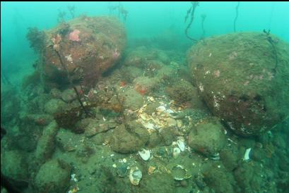 shells from octopus den