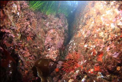 rose anemone near surface