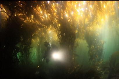 under the kelp