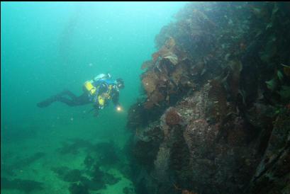 side of reef