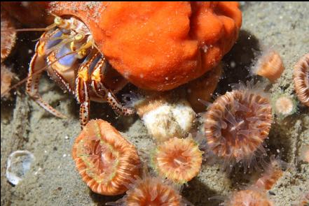 hermit crab and cup corals