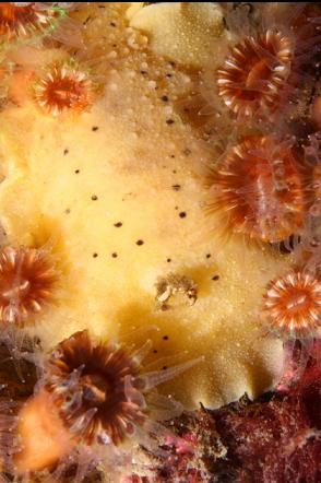 nudibranch and brown cup corals