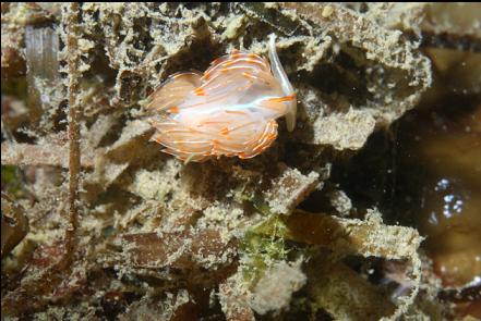 nudibranch