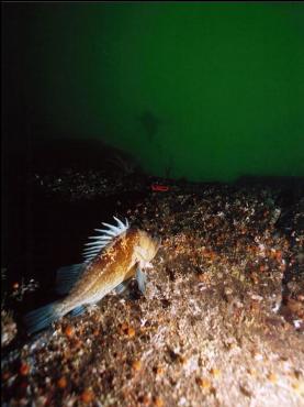 QUILLBACK ROCKFISH AND DIVER IN DISTANCE