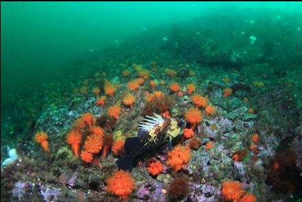 quillback rockfish