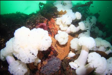 plumose anemones and tunicate colonies