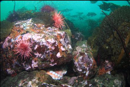 octopus in den below rockfish