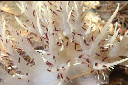 giant nudibranch