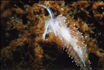 NUDIBRANCH IN SHALLOWS