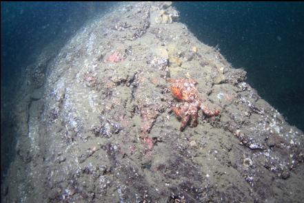lithoid crab on the wall