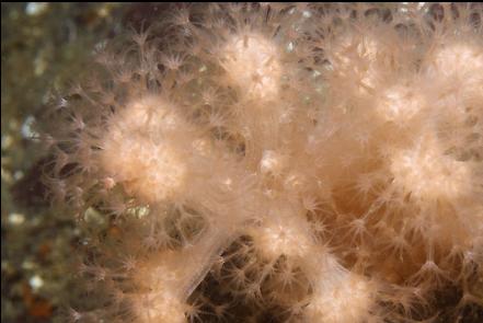 soft coral