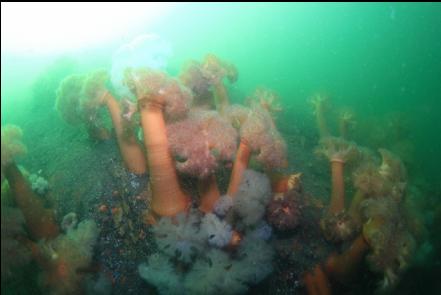 plumose anemones on the wall