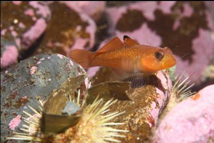 blackeye goby