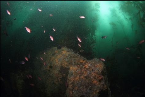 juvenile rockfish and a small pinnacle