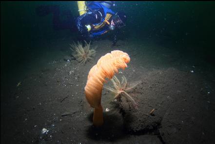 sea pen and feather stars