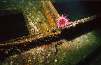 JUVENILE WOLFEEL AND URCHIN ON LOG TENDER