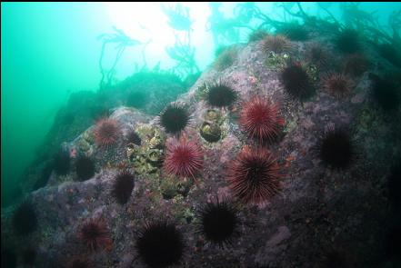 urchins and giant barnacles